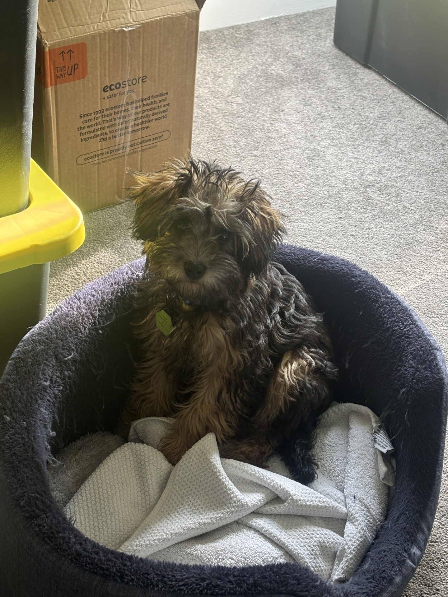 Small puppy before grooming